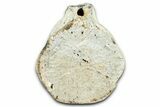 Fossil Whale Caudal Vertebra - Yorktown Formation #362063-2